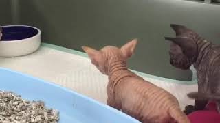 Kittens start to use toilet , обучения котят ходить в туалет Kittens start to use toilet , обучения котят ходить в туалет