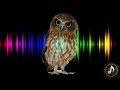 Owl Hoot Sound Effect