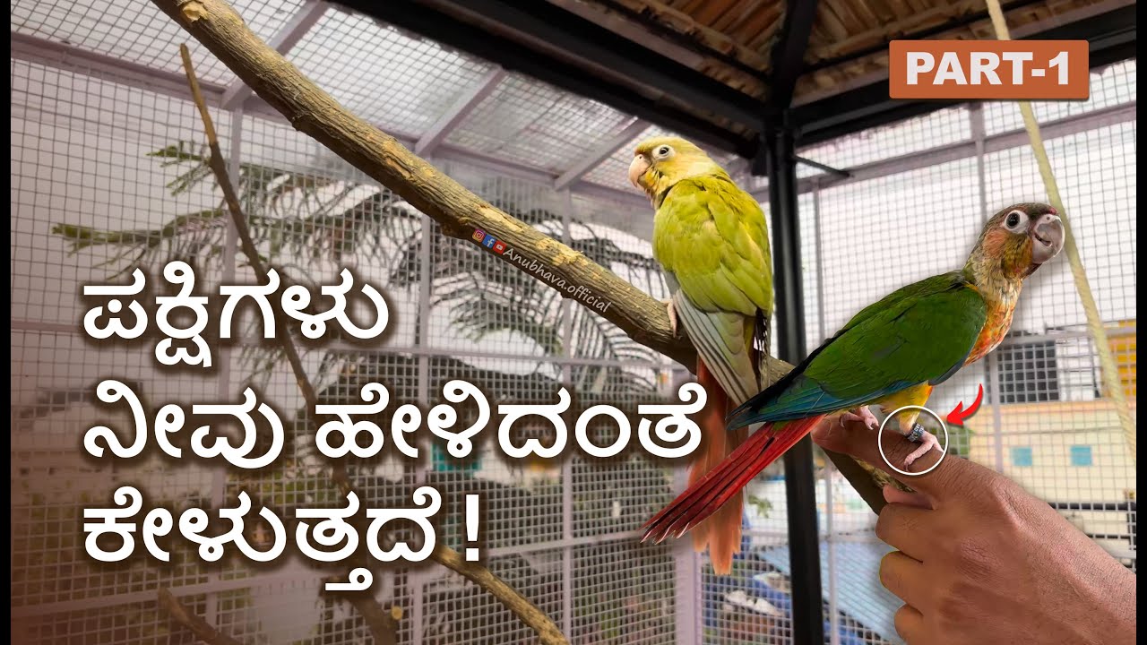 How to Tame your bird | Information about Trained Birds | Part 1 | Anubhava Official