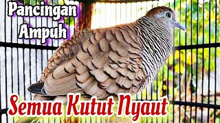 Perkutut lokal Gacor Suara BESAR bikin Cepat Emosi Lawan Auto Nyaut Seketika, suara pancingan kutut