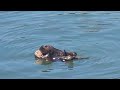 Sea otter pup says &quot; Mom, let me groom you&quot;