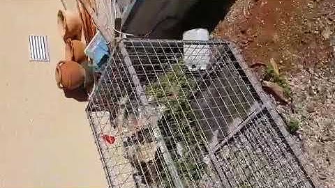 How to catch fox,dog and cat!