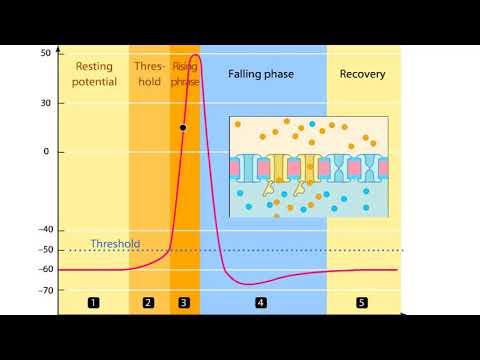 Phases of an Action Potential - Resting Potential, Threshold, Rising, Falling, & Recovery Phases