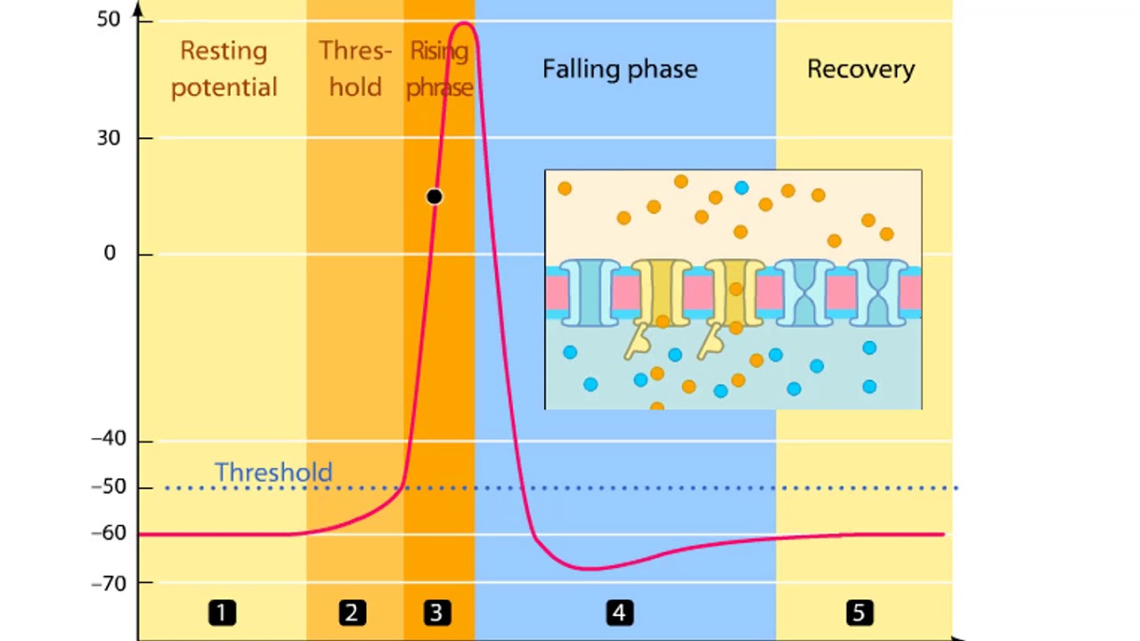 Phases Of An Action Potential - Resting Potential, Threshold, Rising,  Falling, & Recovery Phases - Youtube