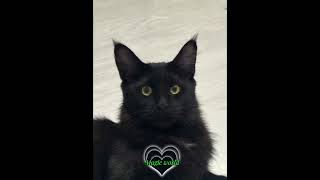 Мои котики. Мейн-куны #cat #веселыекоты #прикольныекоты #котикпоет#моипитомцы#мейнкун