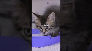 Kitten Care 101: Essential Tips for New Cat Parents! #KittenCare #CatParenting #FelineFriends #fyp