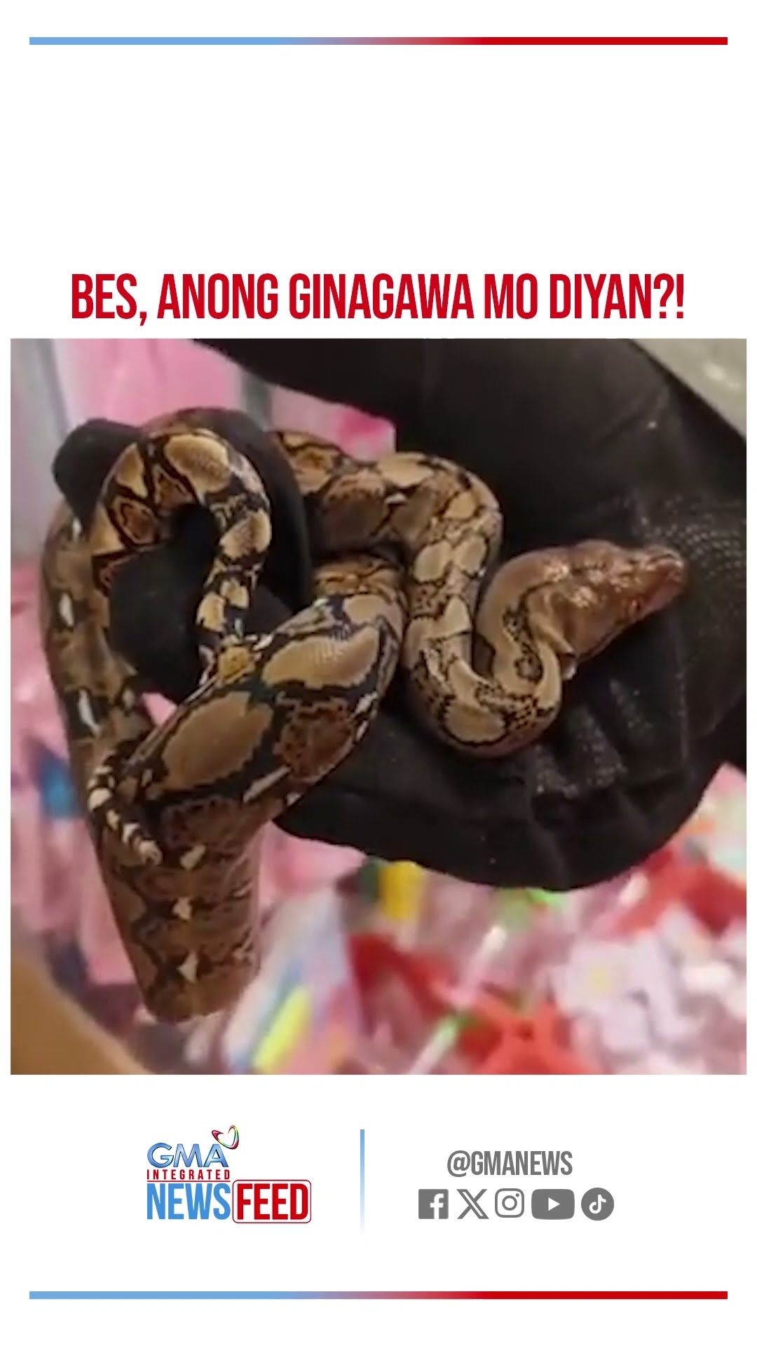 Inakalang laruang ahas sa parcel, totoo pala! | GMA Integrated Newsfeed