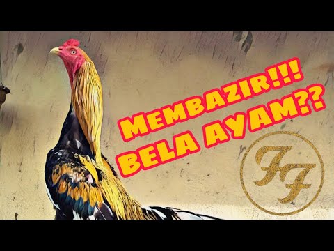 Video: Bolehkah ayam jantan yang bekerja menjadi haiwan peliharaan yang baik?