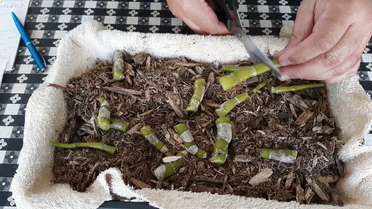 Fazendo  mudas   de   Dendrobium