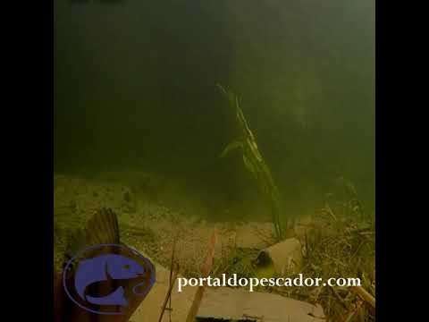 Isca Artificial - Portal Do Pescador
