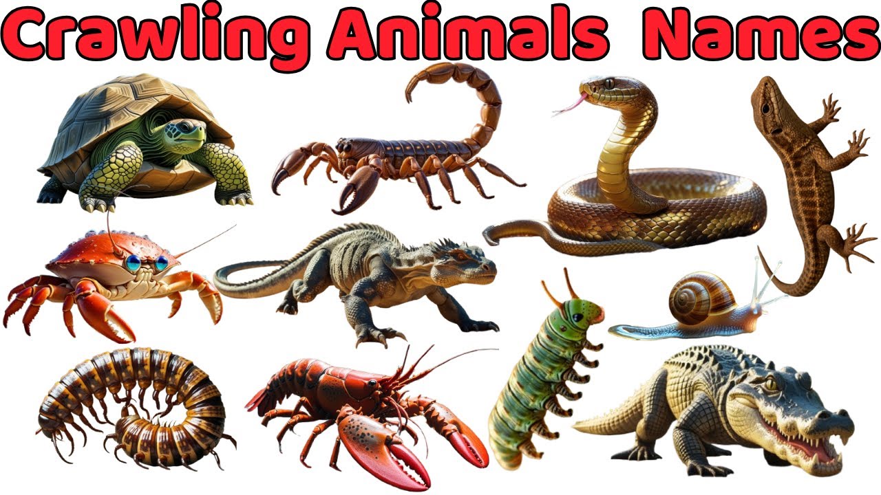 Crawling Animals Names for Kids | Learn Insects & Reptiles with ...