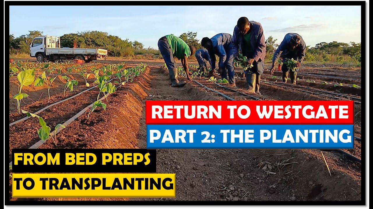 Farming in Zambia: Establishing A Vegetable Crop - Bed Preps to Transplant