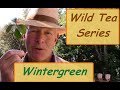 Wild Tea Series - Wintergreen