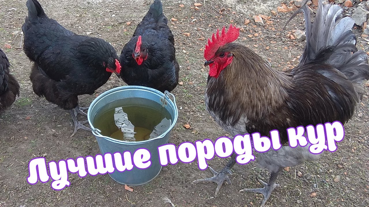 Джерсийский Гигант Куры Фото Цена
