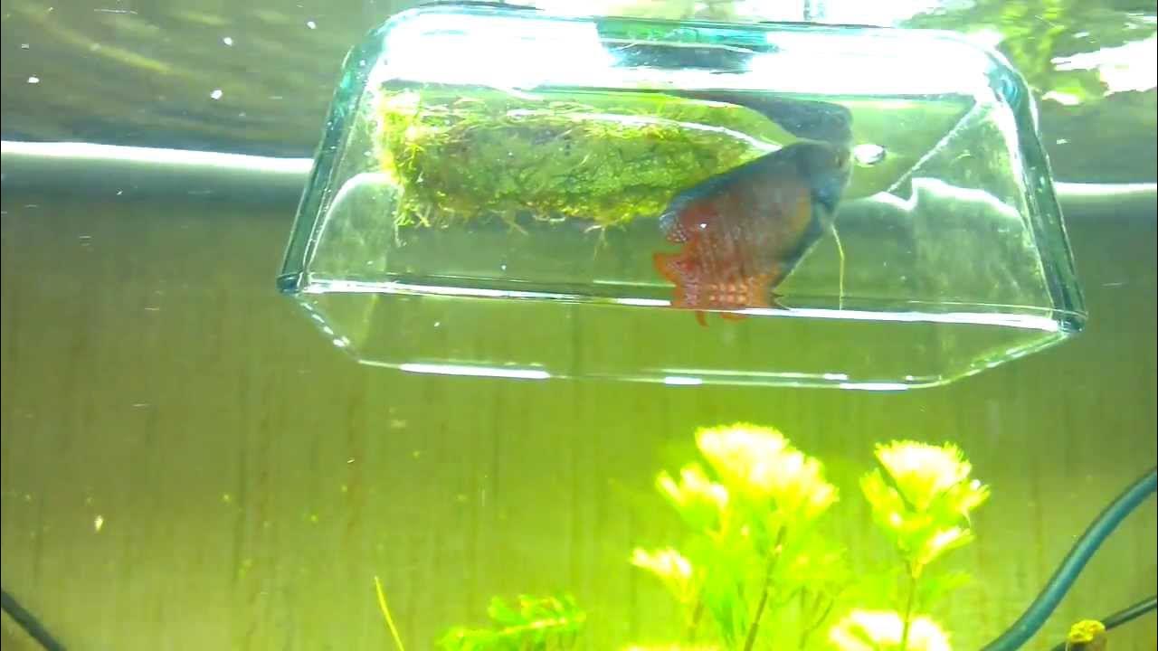 Construction nid de bulles Colisa Lalia. YouTube