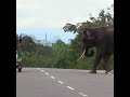 The tusk elephant expected food from vehicles | キバゾウは乗り物からの餌を期待していた | Tusk elephant #shorts