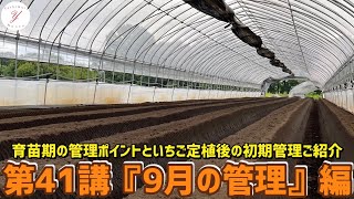 「いちご栽培 いちご農家」第41講『9月の管理』編 育苗期のポイントと定植後の初期管理ご紹介！