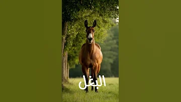 تعرف على أصول البغال Shorts 