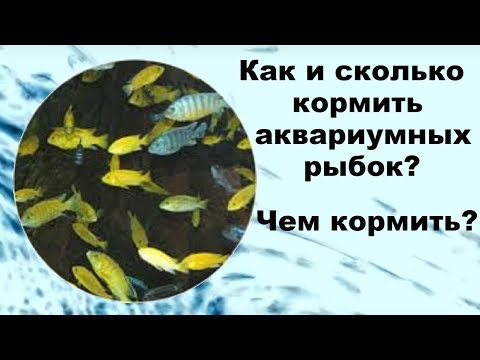 Как и сколько кормить аквариумных рыбок? Чем кормить?