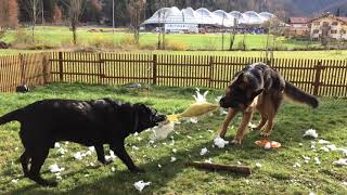 Gusik playing ball