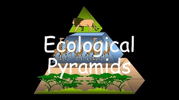 008: Ecological Pyramids and their Types.