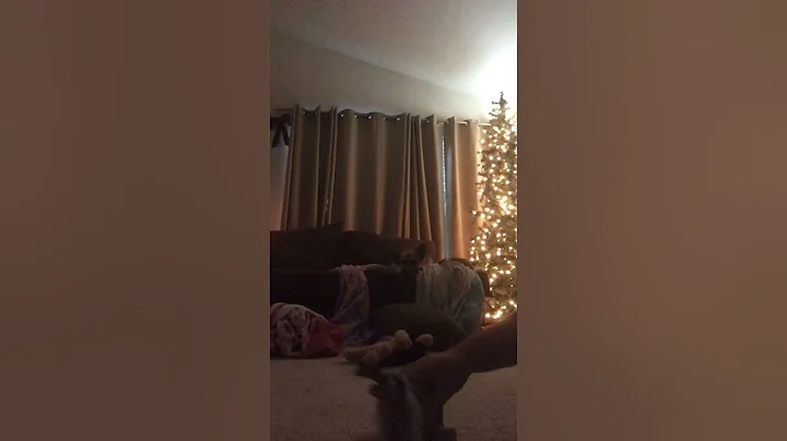 New elf pet movie