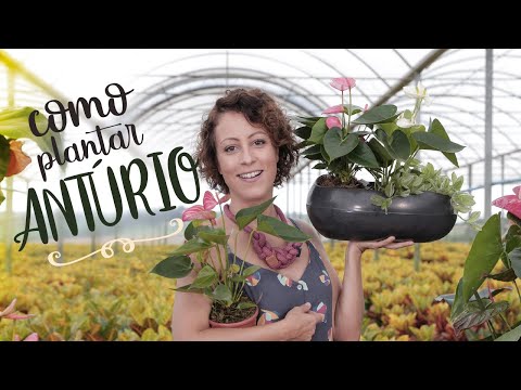 Vídeo: Dividindo plantas de antúrio - Aprenda a dividir uma planta de antúrio