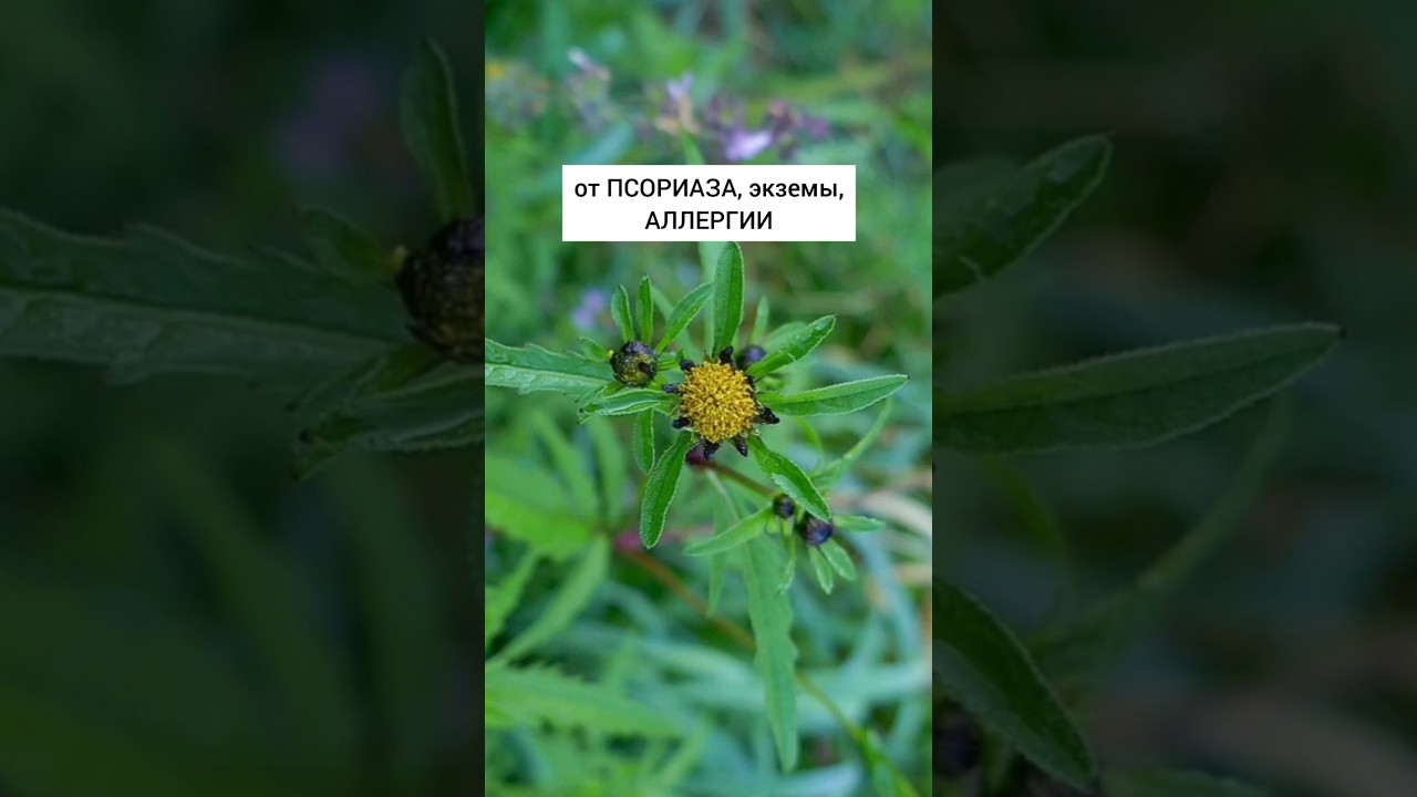 Череда трехраздельная - от псориаза, экземы и аллергии#травы #лекарственныерастения #травник