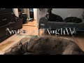 Manchester Dog Trainer/ Hooksett Dog Trainer Brewski one year old Schnauzer/Poodle Manchester Dog Trainer/ Hooksett Dog Trainer Brewski one year old Schnauzer/Poodle
