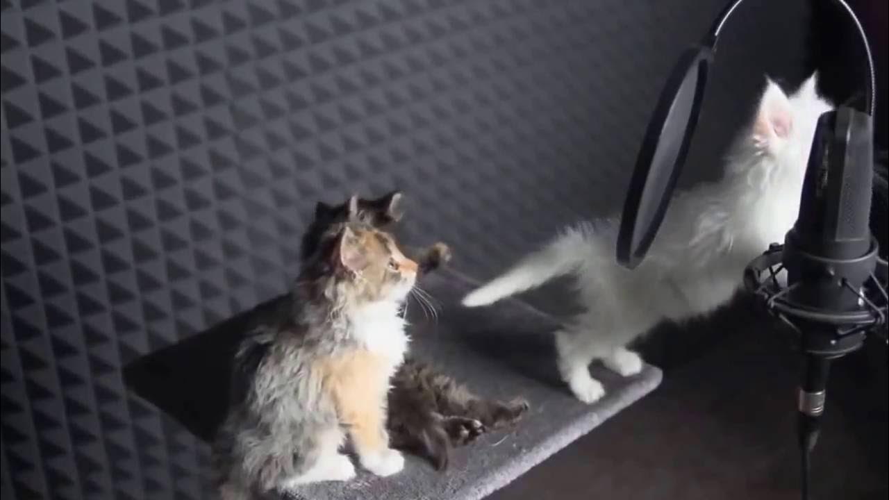 Включи кот петь. Котенок поет. Музыкальный котенок. Поющие котики видео. Котята поют песню.