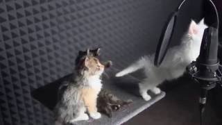 МИЛЫЕ КОТЯТА ПОЮТ В АВТОТЮН МИЛЫЕ КОТЯТА ПОЮТ В АВТОТЮН