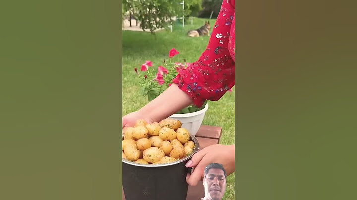 stuffed Lamb Oven -Baked to perfection!🐑🔥#funny #pawanberivlogs #shortvideos#short#funny