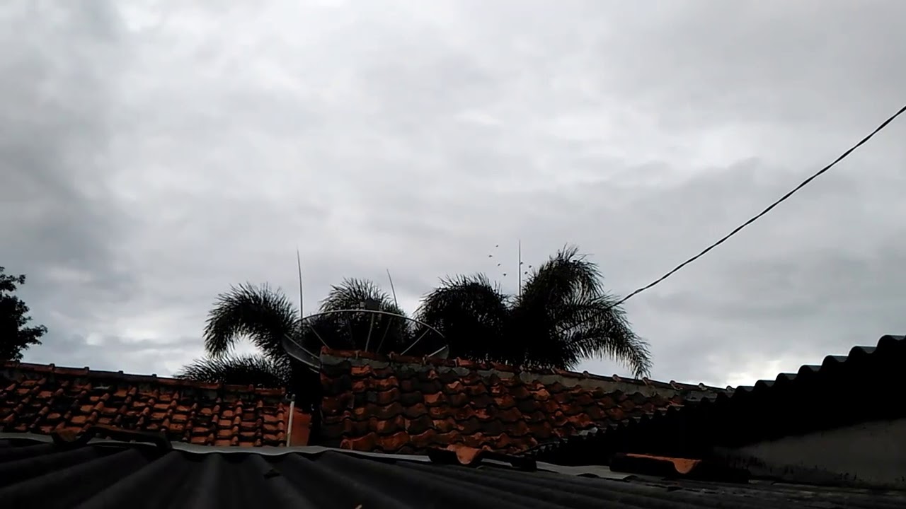 Fenomena Jutaan Burung Berebut Sesuatu Diatas Pohon Youtube Watch V 3yjpwijufc4
