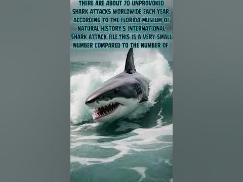 SHARK ATTACK FACTS - YouTube