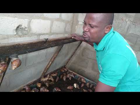 Vidéo: Comment élever Des Escargots