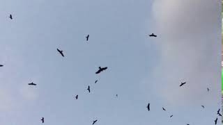 Hovering Scavengers | Shot(s)