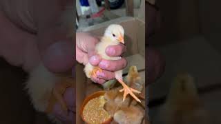 Nuevos Pollitos Criollos #animales #gallinas #chicken