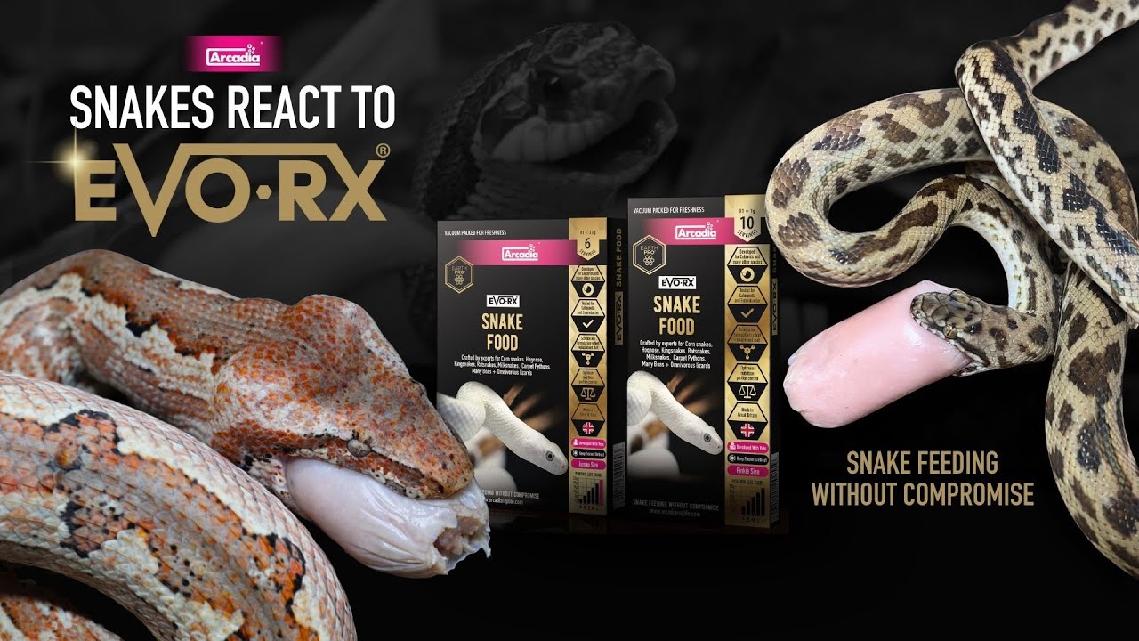 Image showcasing Snake Feeding With EvoRx, A BRAND NEW FOOD for snakes by Arcadia ...