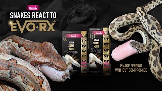 Snake Feeding With EvoRx, A BRAND NEW FOOD for snakes by Arcadia Reptile
