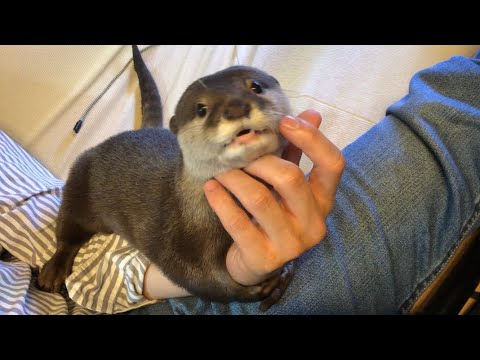 カワウソさくら なでなでされる表情と声にギャップがありすぎる voice is cute but  face is an ugly otter