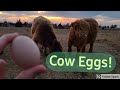 Cow Eggs! Growing our AHCA Registered fold with Embryo Transfer!