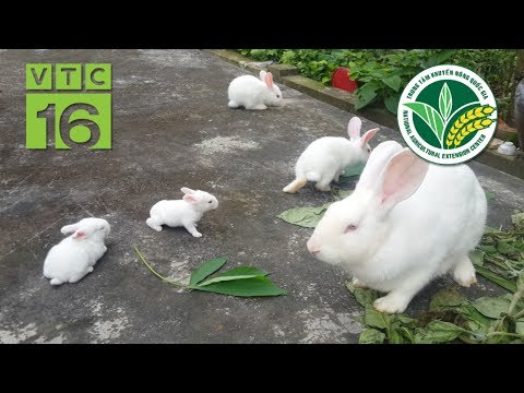 Video: Satin Angora Rabbit