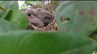 Wow, they've all hatched❗️Going around looking for bird nests in the rice fields never fails‼️