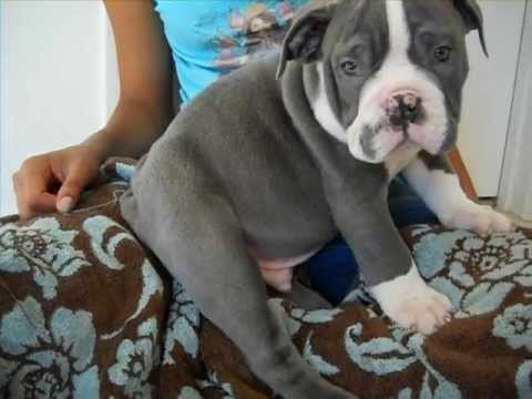 english bulldog grey puppy