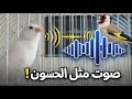 تغريد نادر كناري يقلد الحسون بدقة مذهلة هل هذا كناري أم حسون mp3