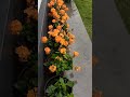 Plants#plants #viralvideo #rain