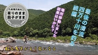 【鮎釣り】良型が釣れる四万十川。続編。場所移動した結果