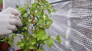 Dioscorea Elephantipes Care.