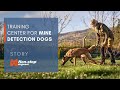 Training center for mine detection dogs.