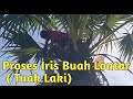 Cara Iris Buah Pohon Lontar ( Tuak Laki) di Nusa Tenggara Timur